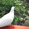 ゆうか
