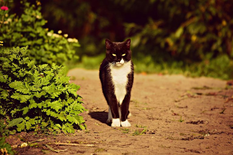 猫の島 江ノ島 で猫の多いスポットはここ スピクラ